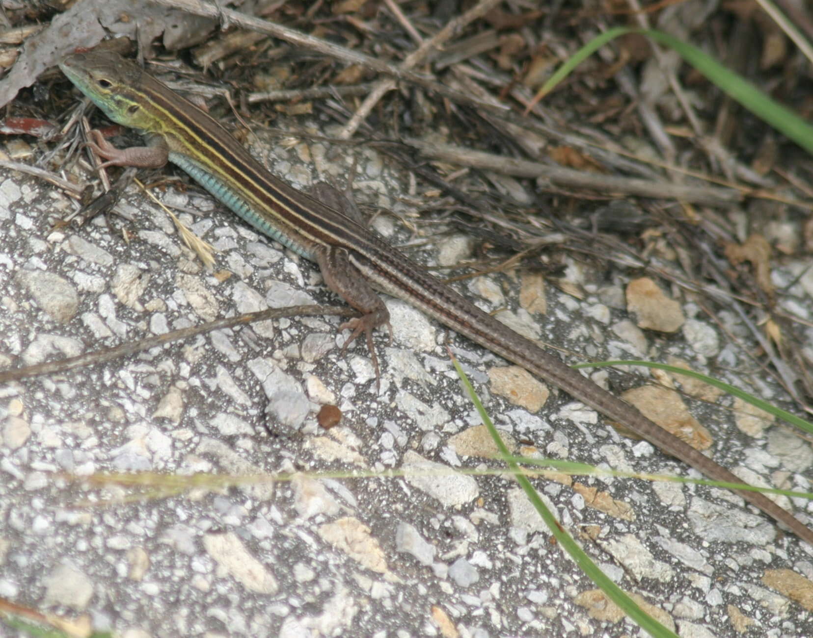 Image of Six-lined Racerunner