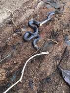 Image of Brown-headed or grey-naped snake