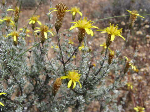 Image de Oedera flavicoma (DC.) N. G. Bergh