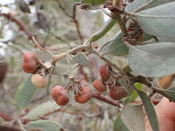 Image of Del Norte manzanita