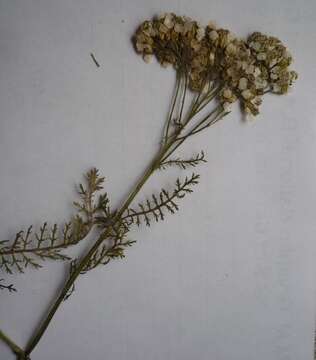 Image of common yarrow