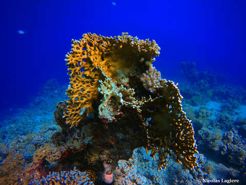 Image of Fire coral