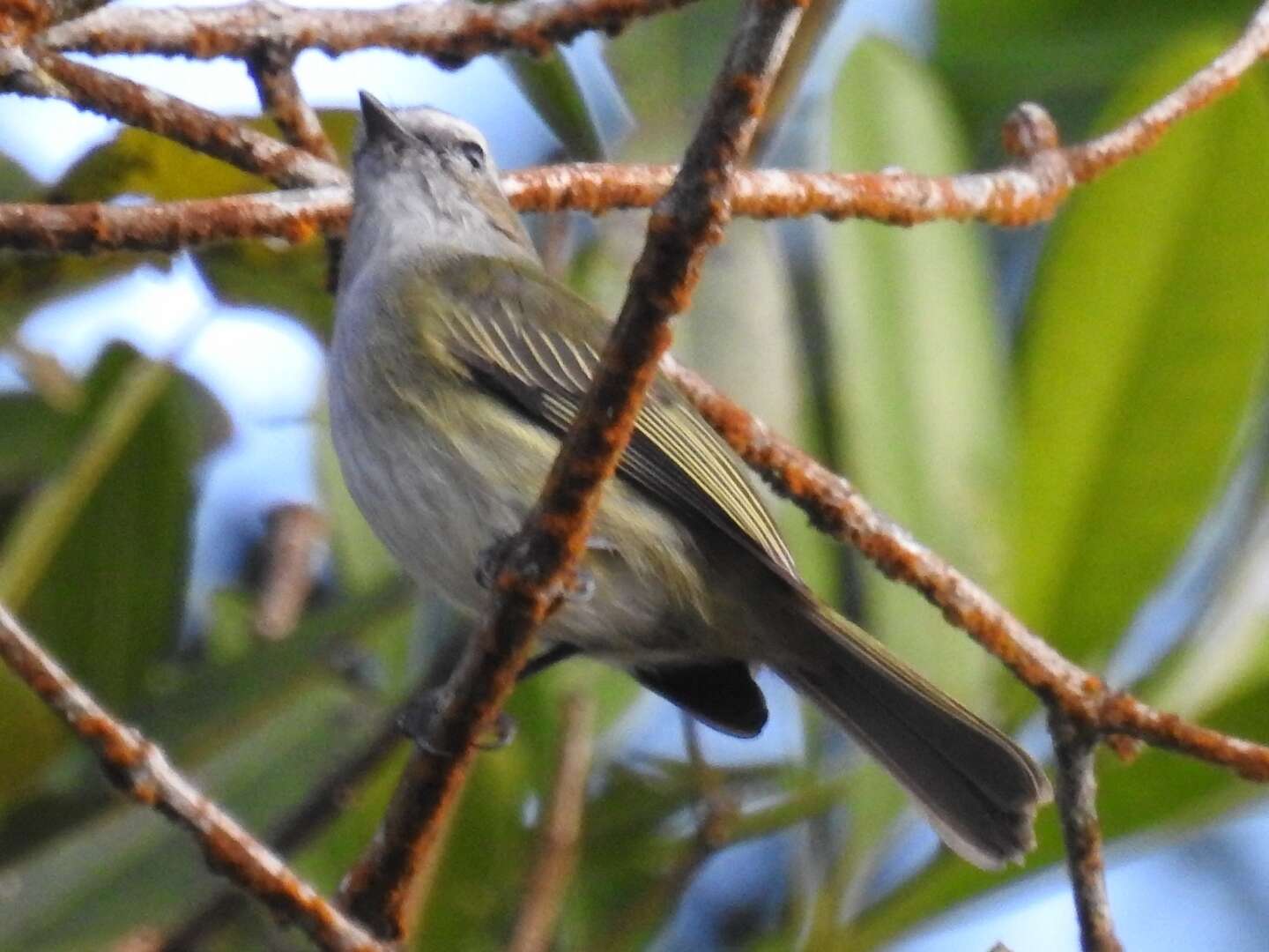 Image of Guatemalan Tyrannulet