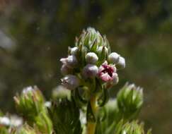 Image of Phylica pinea Thunb.