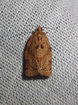 Image of summer fruit tortrix