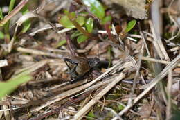 Image of Bobilla nigrovus (Swan 1972)