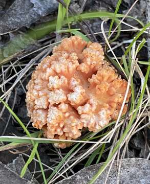 Image of Ramaria capitata Corner 1950