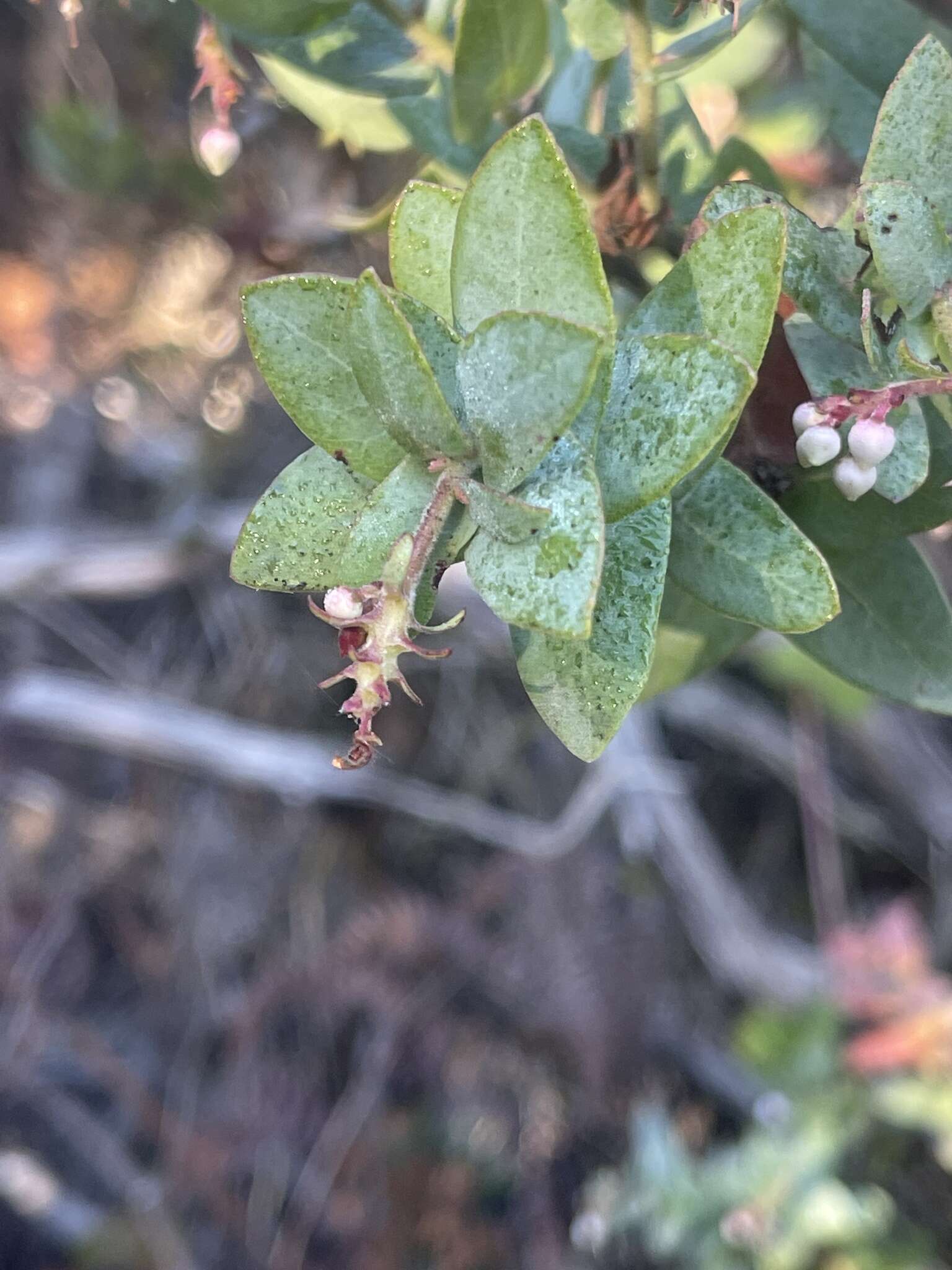 Image of Pajaro manzanita