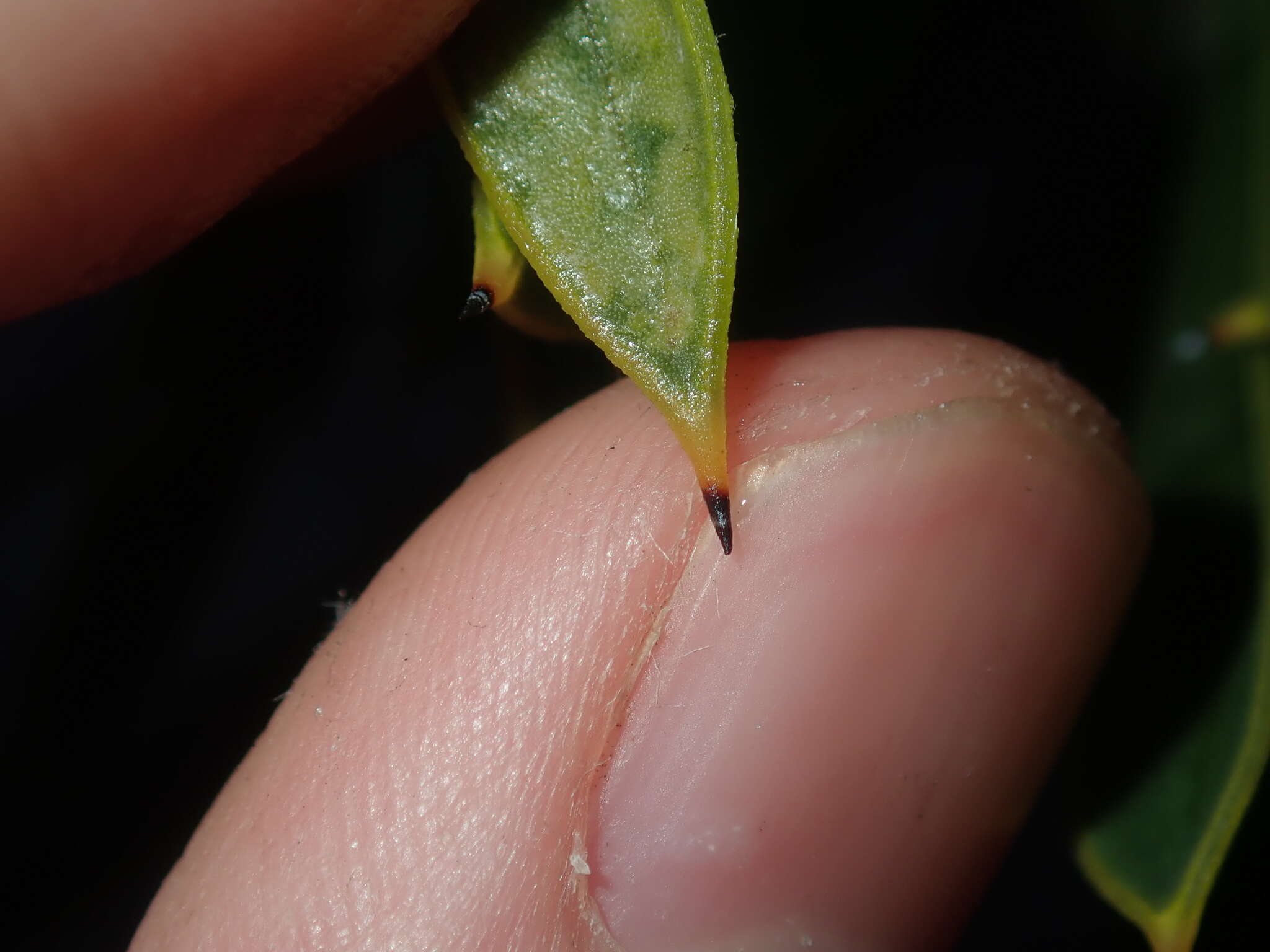 Imagem de Hakea eneabba Haegi