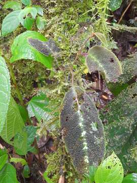 Image of Drymonia variegata Uribe