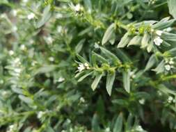 Image of Buglossoides arvensis subsp. sibthorpianum (Griseb.) R. Fernandes