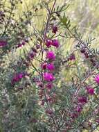 Image of Tall Boronia