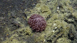 Image of Pom-pom anemone