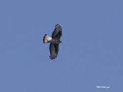 Image of African Hawk-Eagle