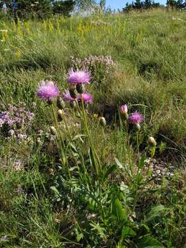 Image of Klasea radiata (Waldst. & Kit.) A. & D. Love