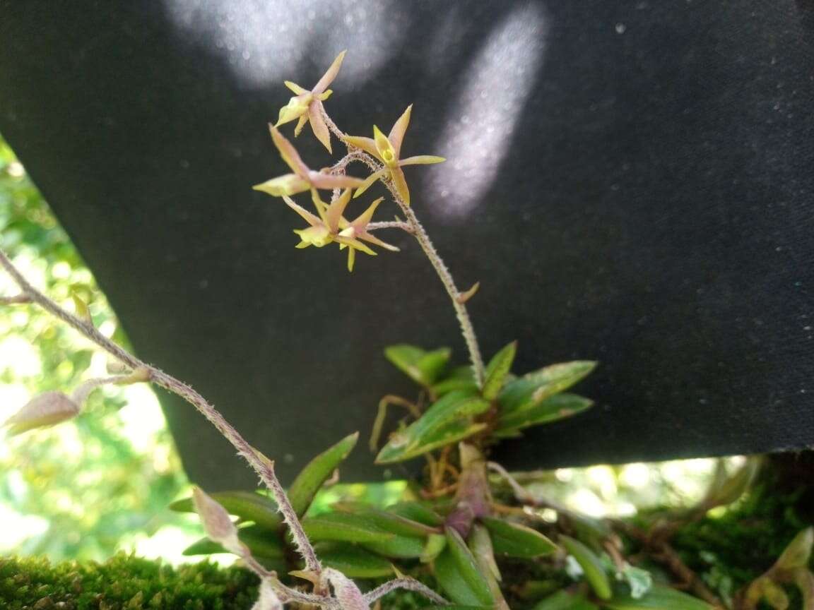 Image de Epidendrum microphyllum Lindl.