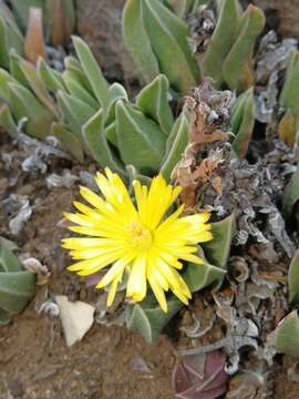 Image of Bergeranthus albomarginatus A. P. Dold & S. A. Hammer