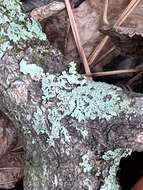 Image of shield lichen