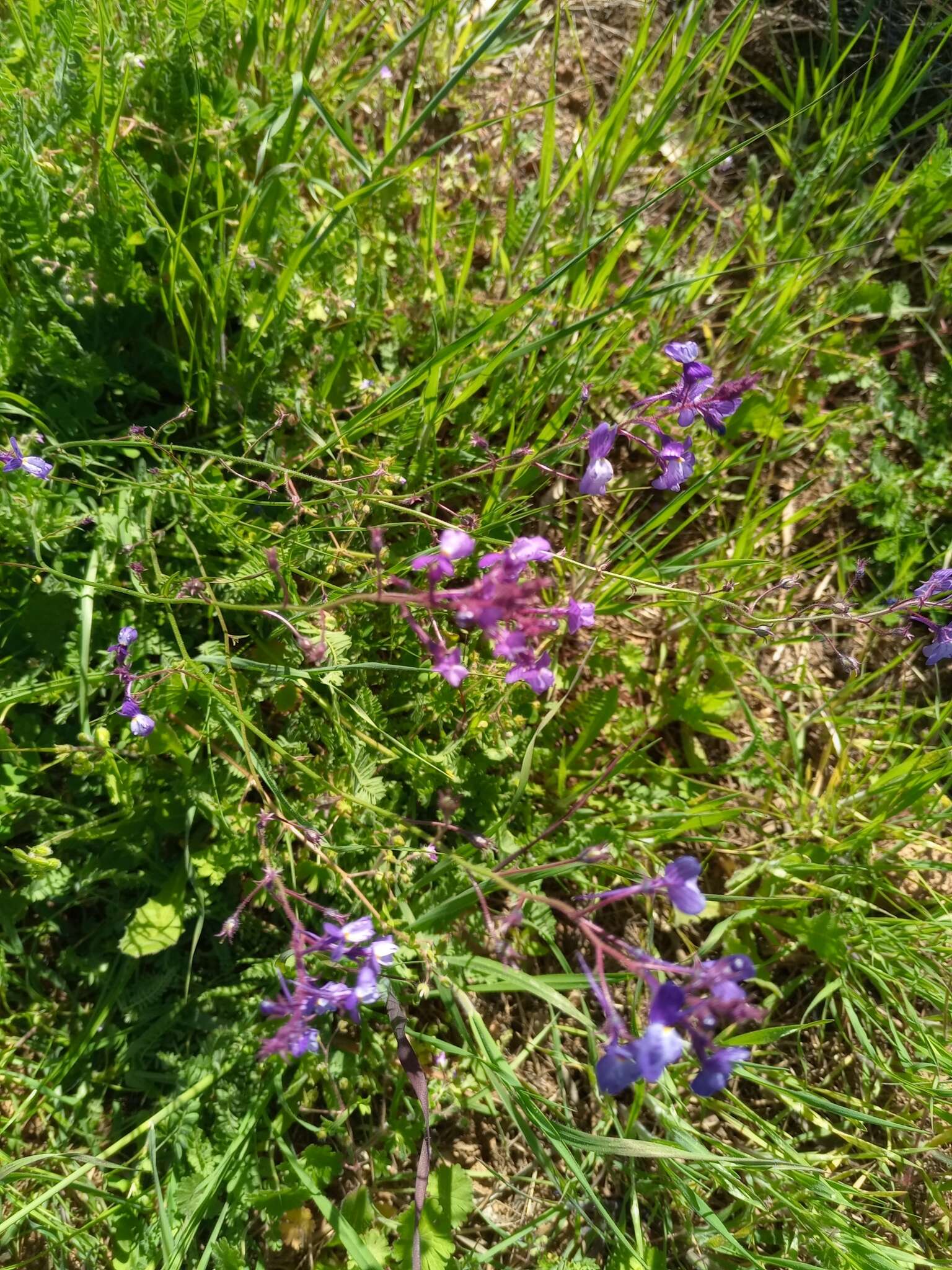 Image of crimson toadflax