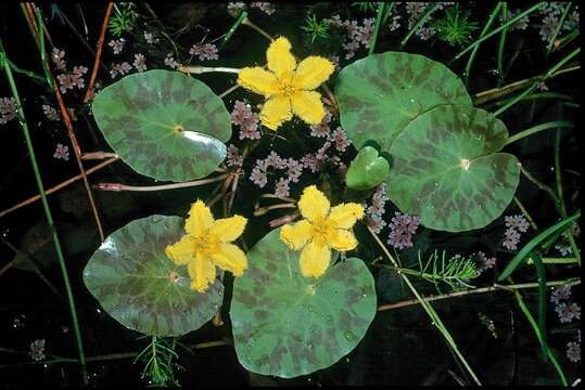 Image of Nymphoides spinulosperma H. I. Aston