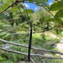 Image of Poitea multiflora (Sw.) Urb.