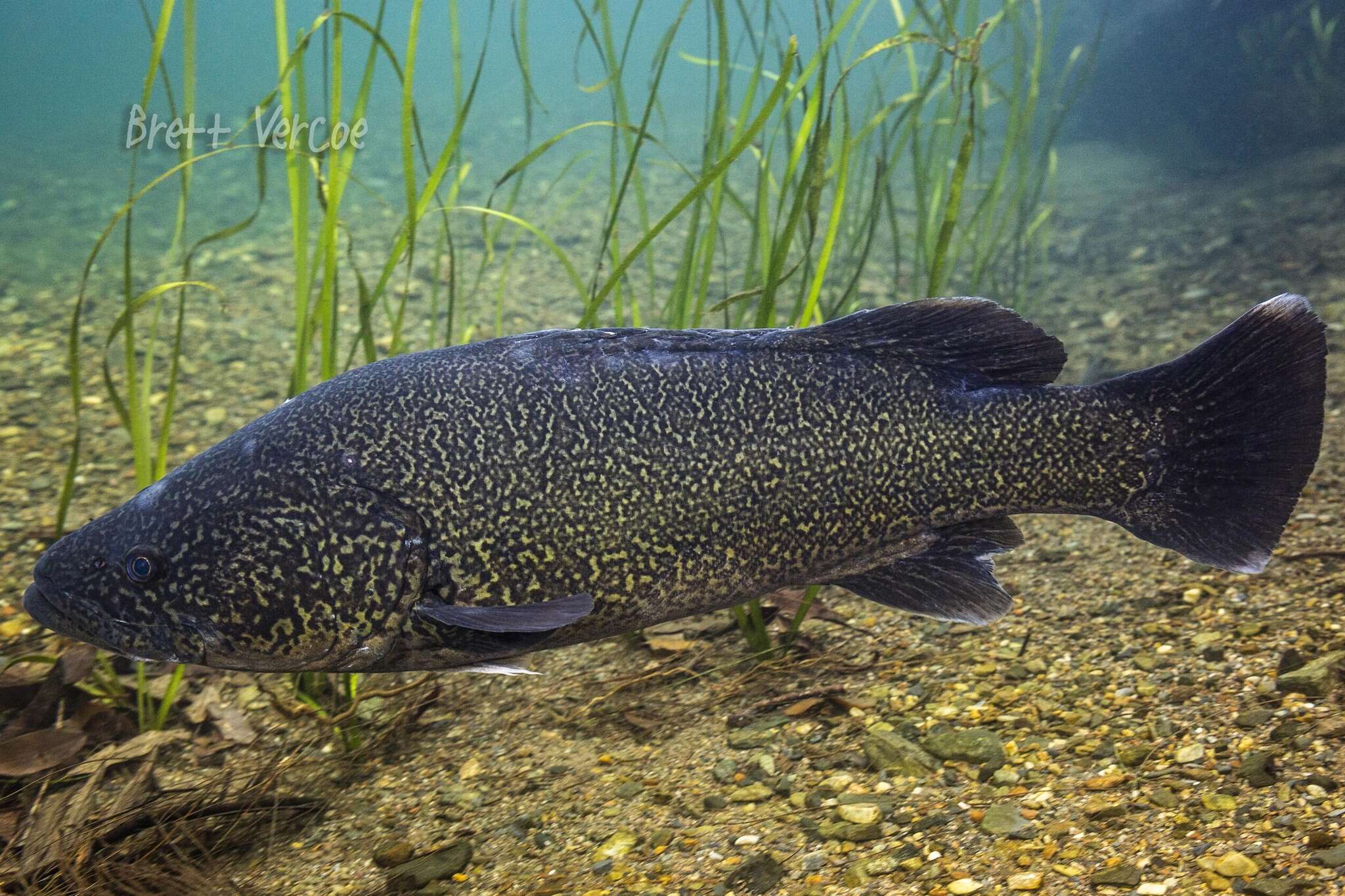 Image of Clarence River Cod