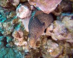 Image of Turkey moray