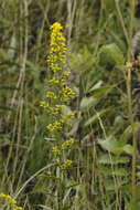 Image of showy goldenrod