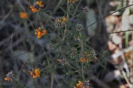 Слика од Pultenaea myrtoides Benth.