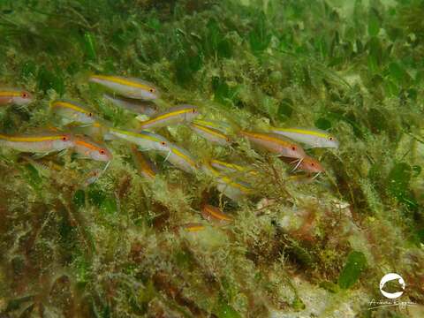 Image of Rosy goatfish