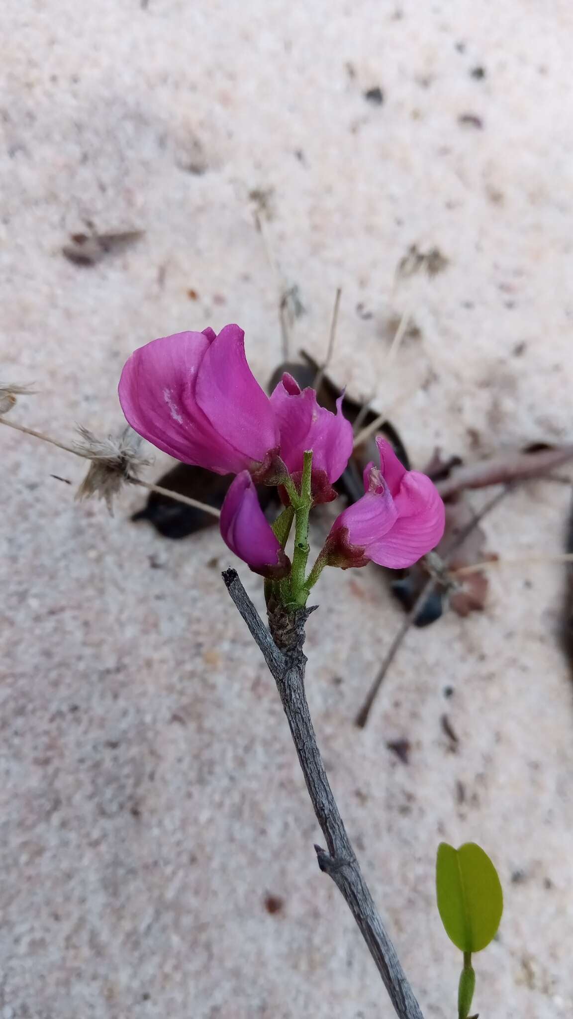 Sivun Vaughania dionaeifolia S. Moore kuva