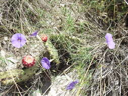 Imagem de Ipomoea ternifolia var. leptotoma (Torr.) J. A. Mc Donald