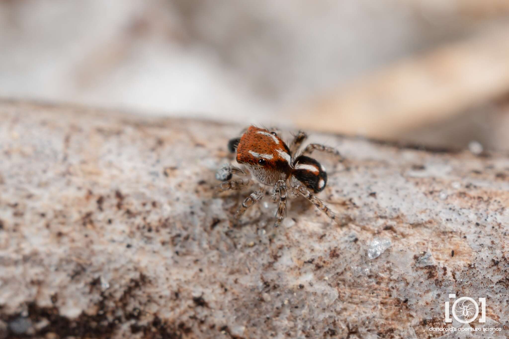 Image of Naphrys xerophila (Richman 1981)