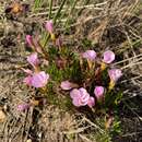 Image of Oxalis recticaulis Sond.