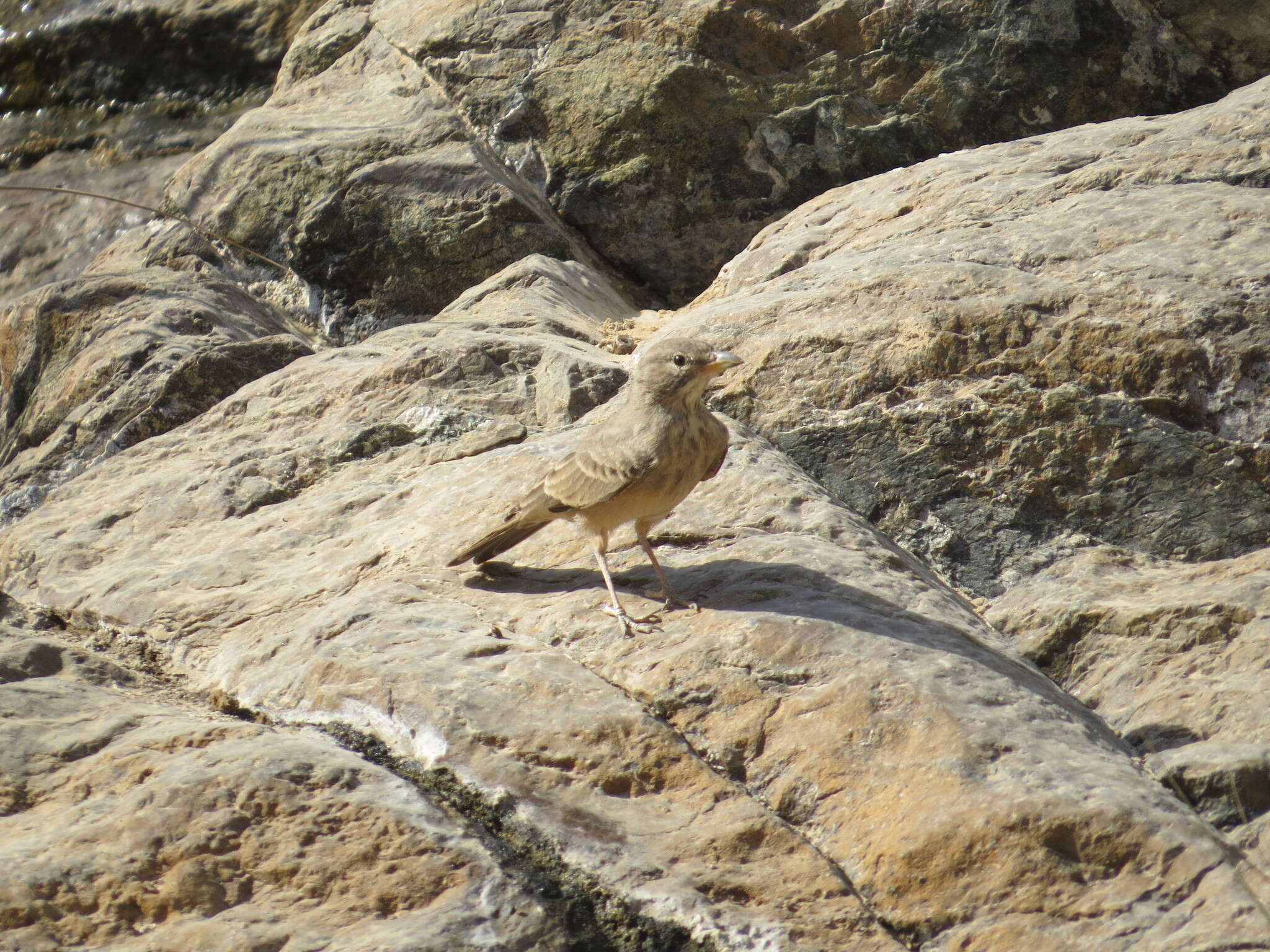 Image of Desert Lark