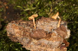 Image de Clitocybe americana H. E. Bigelow 1976