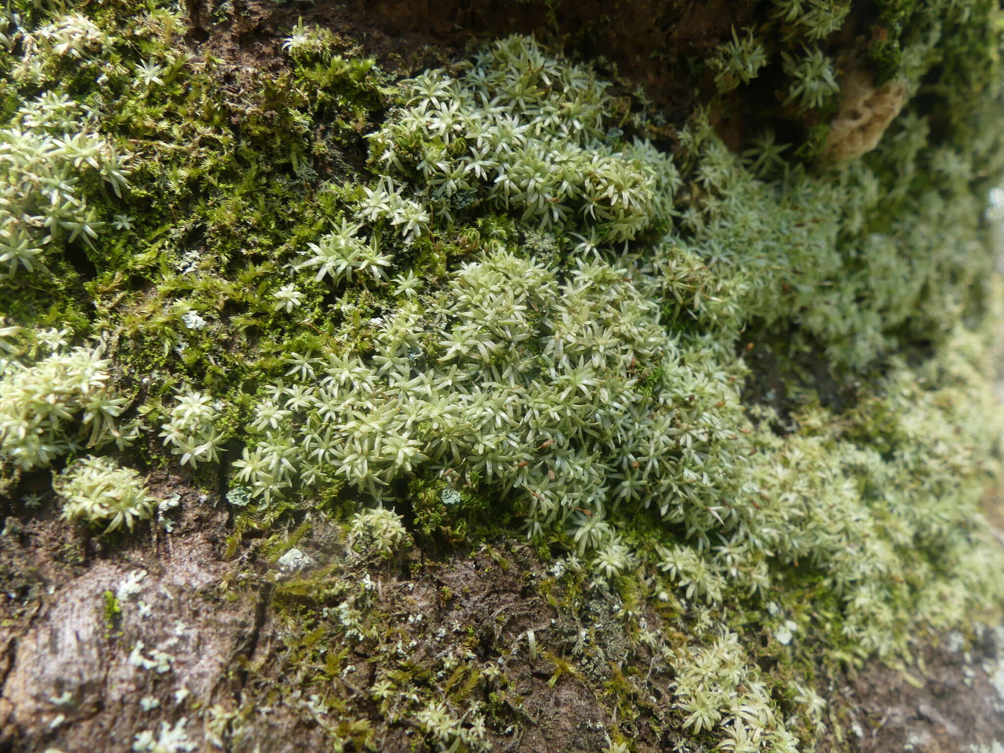 Image of octoblepharum moss