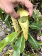 Image of Nepenthes chaniana C. Clarke, Chi. C. Lee & S. McPherson