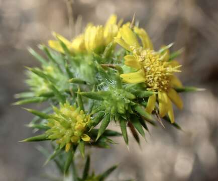 Image of common tarweed