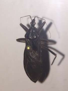 Image of Masked Hunter