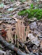 Image of Clavaria rubicundula Leathers 1956