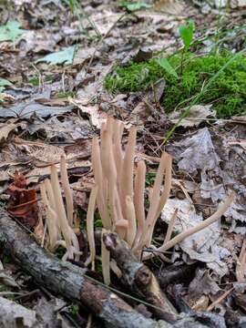 Clavaria rubicundula Leathers 1956 resmi