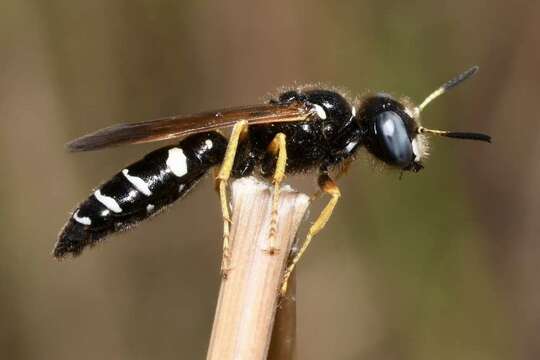 Image de Philanthus coronatus (Thunberg 1784)