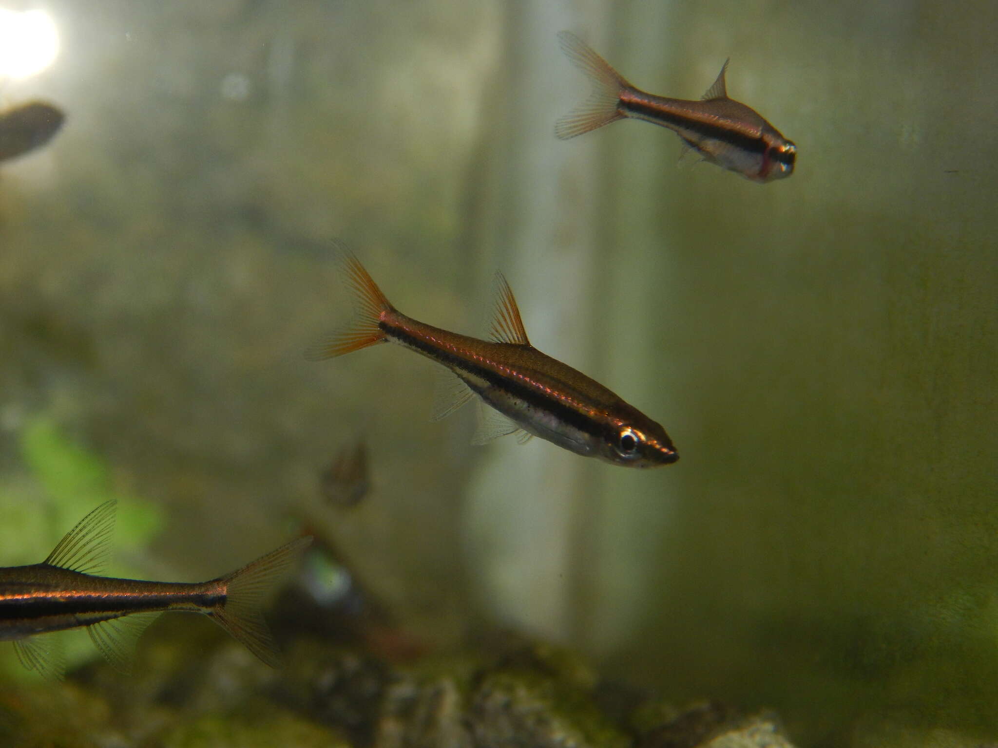 Image of Blackstripe rasbora