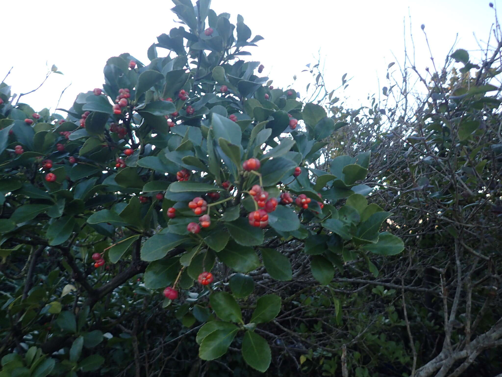 Image of Japanese spindletree