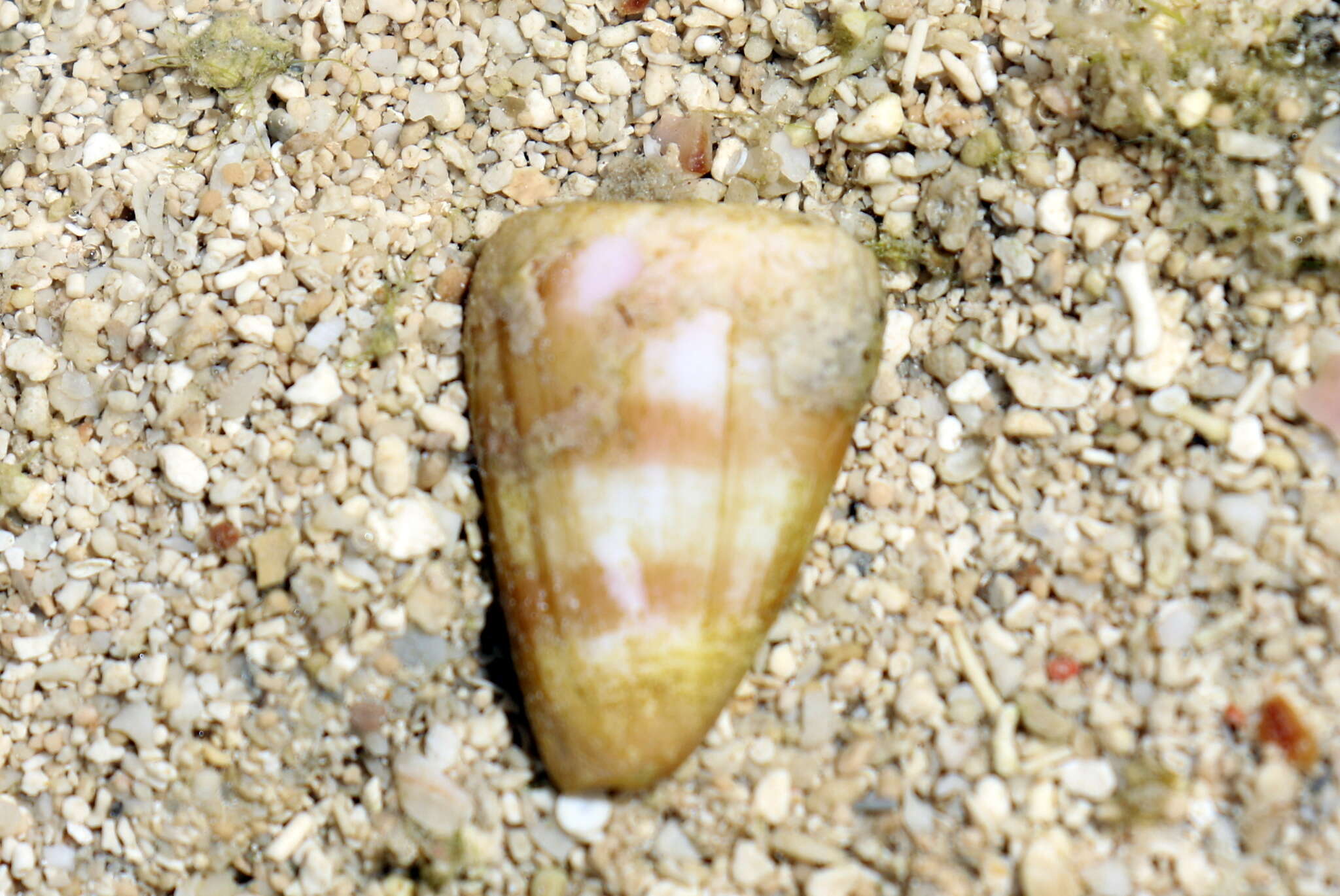 Image of Sutured Cone
