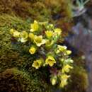 Sedum oreades resmi