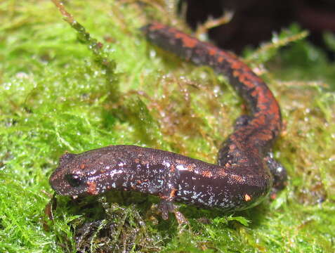 Image of Oregon Slender Salamander