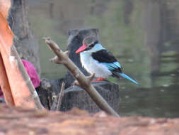 Image of Blue-breasted Kingfisher