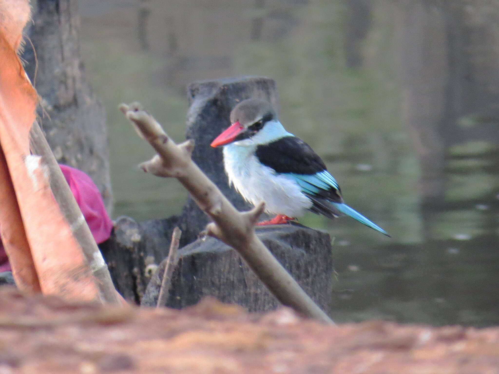 Image of Blue-breasted Kingfisher